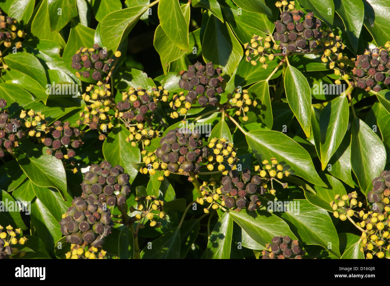 Ivy plant with fruit in various stages of development Stock Photo