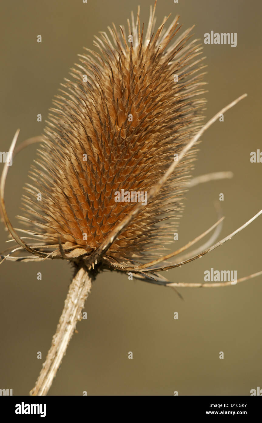 Teasel seed head in close-up Stock Photo