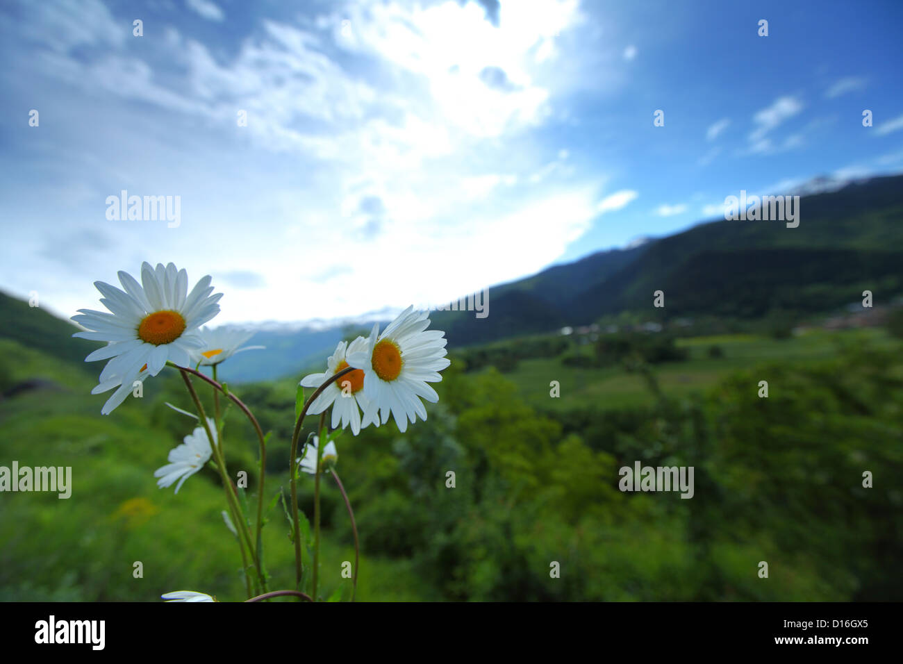 Chamomile field in wind hi-res stock photography and images - Alamy