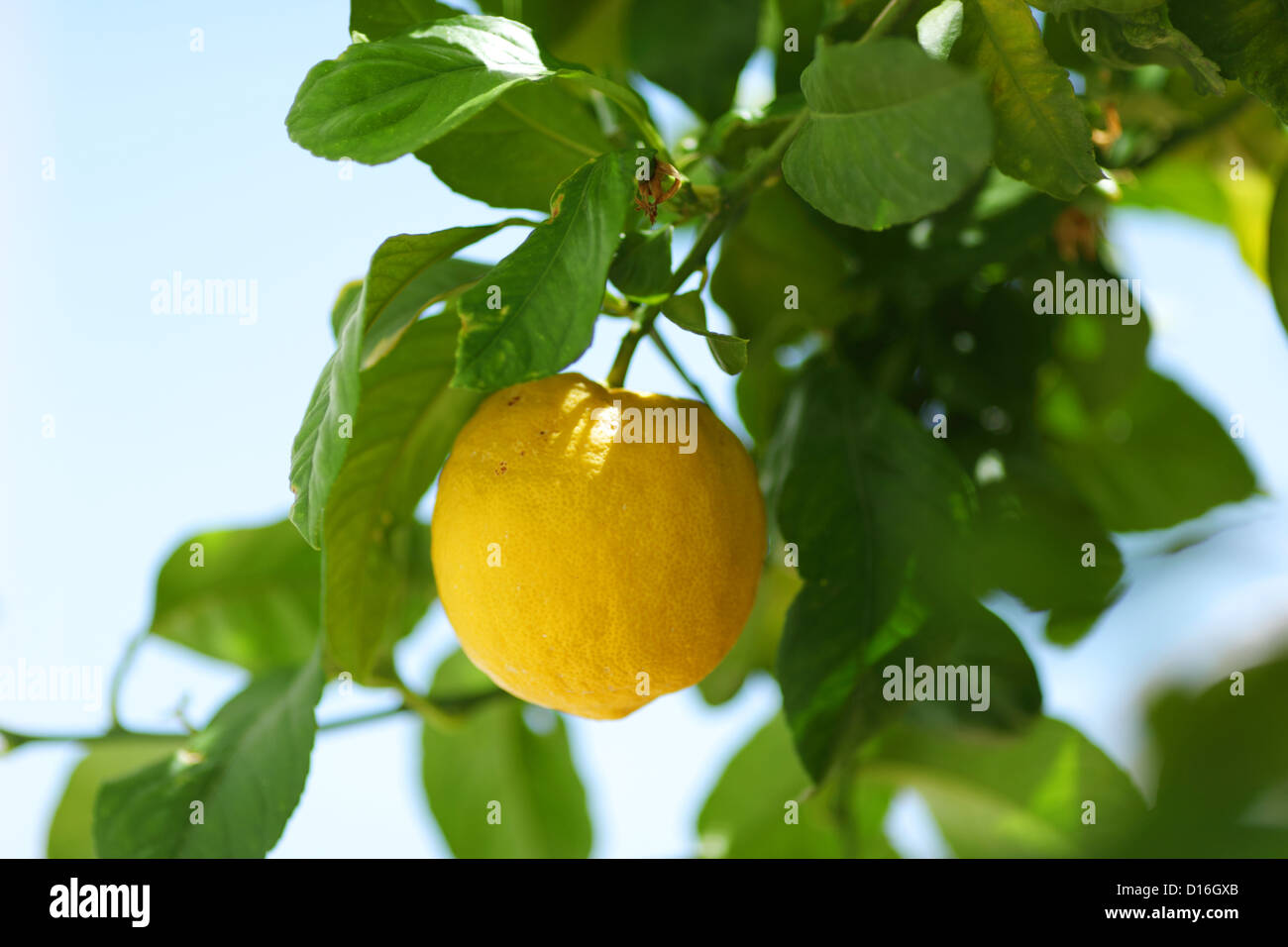 Lemon close up Stock Photo - Alamy