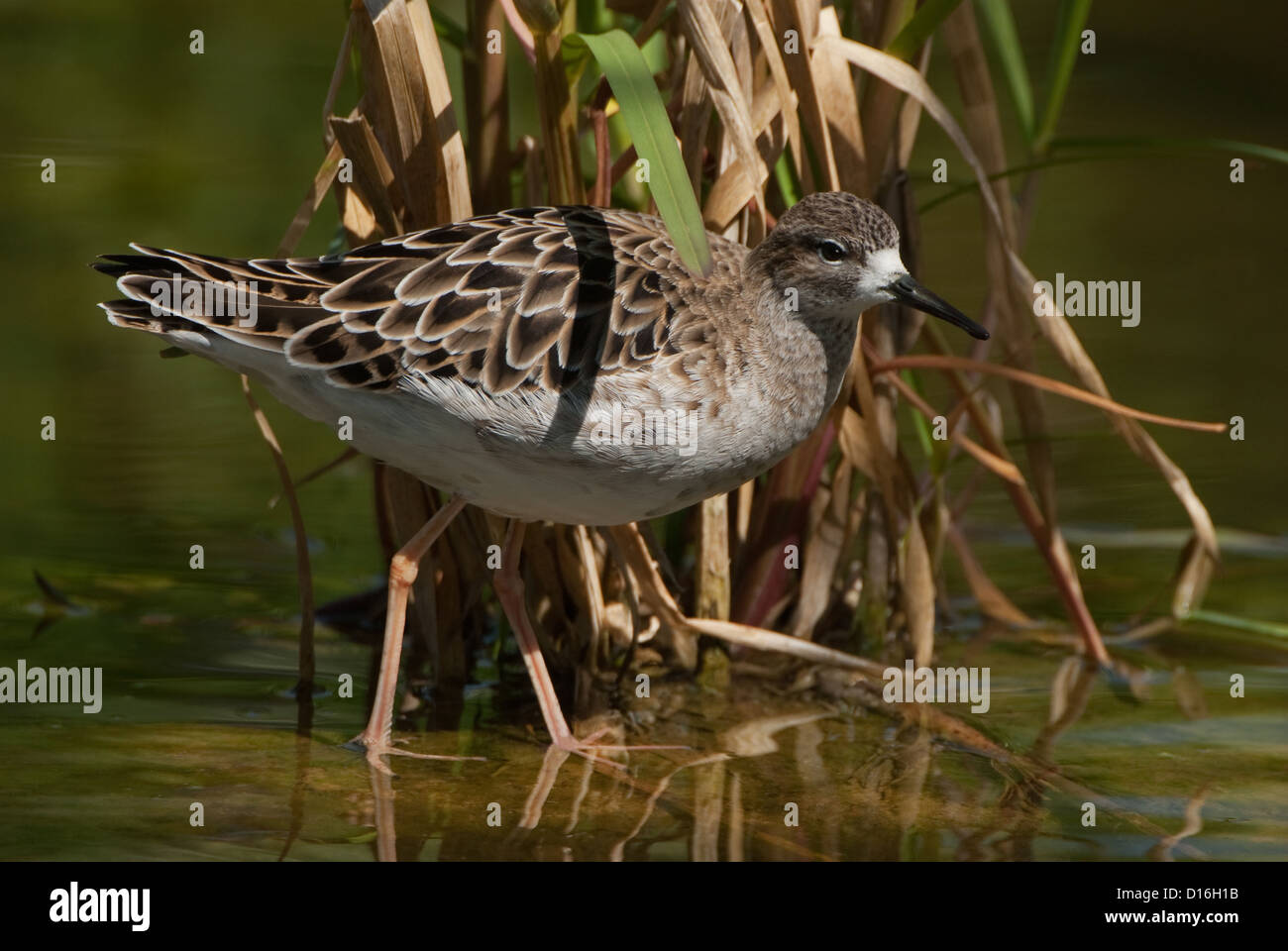 Adult female Ruff in shallow water Stock Photo