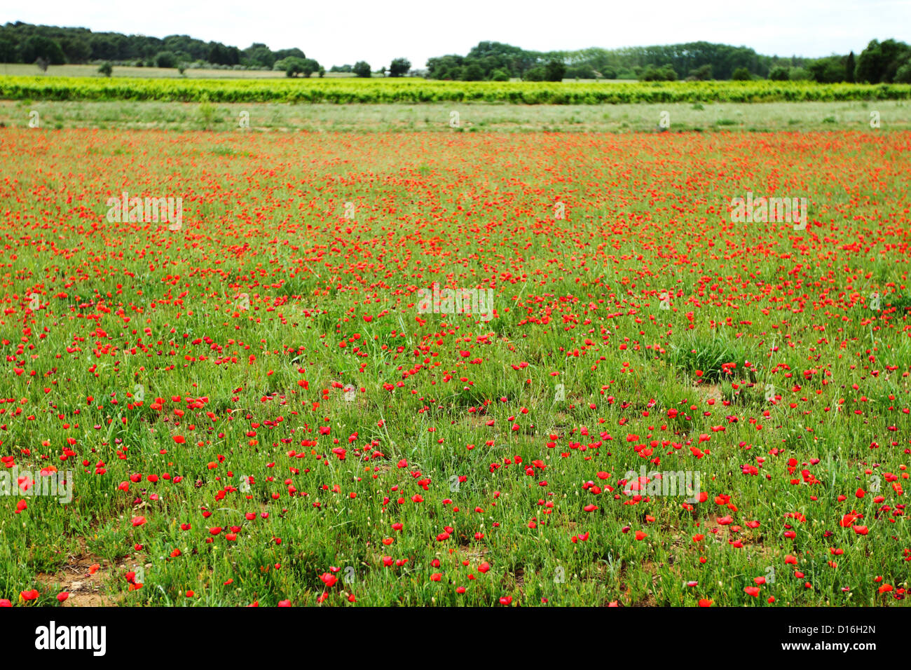 Field of poppies with beauty sky Stock Photo