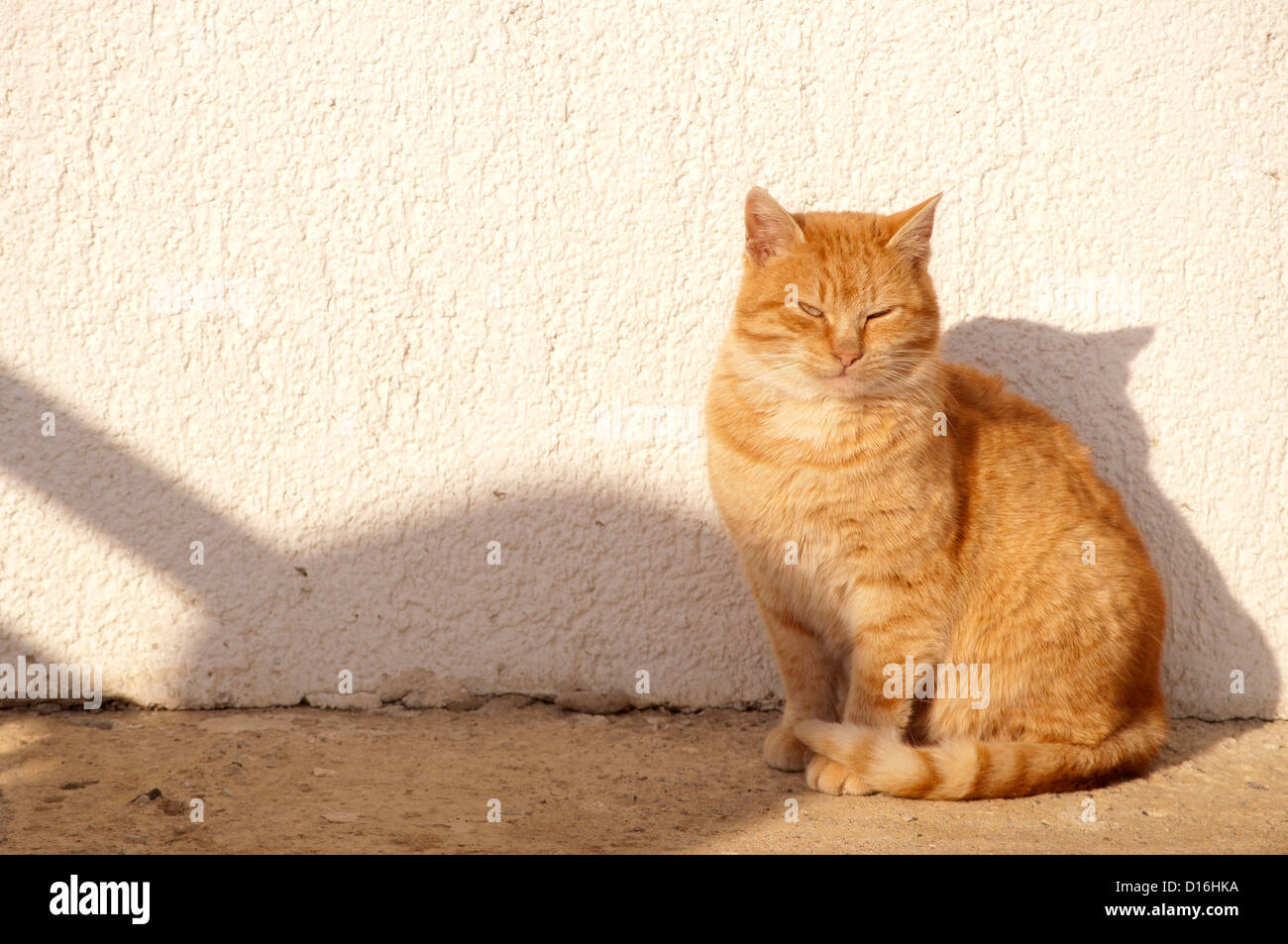 Tabby cat outside hi-res stock photography and images - Alamy