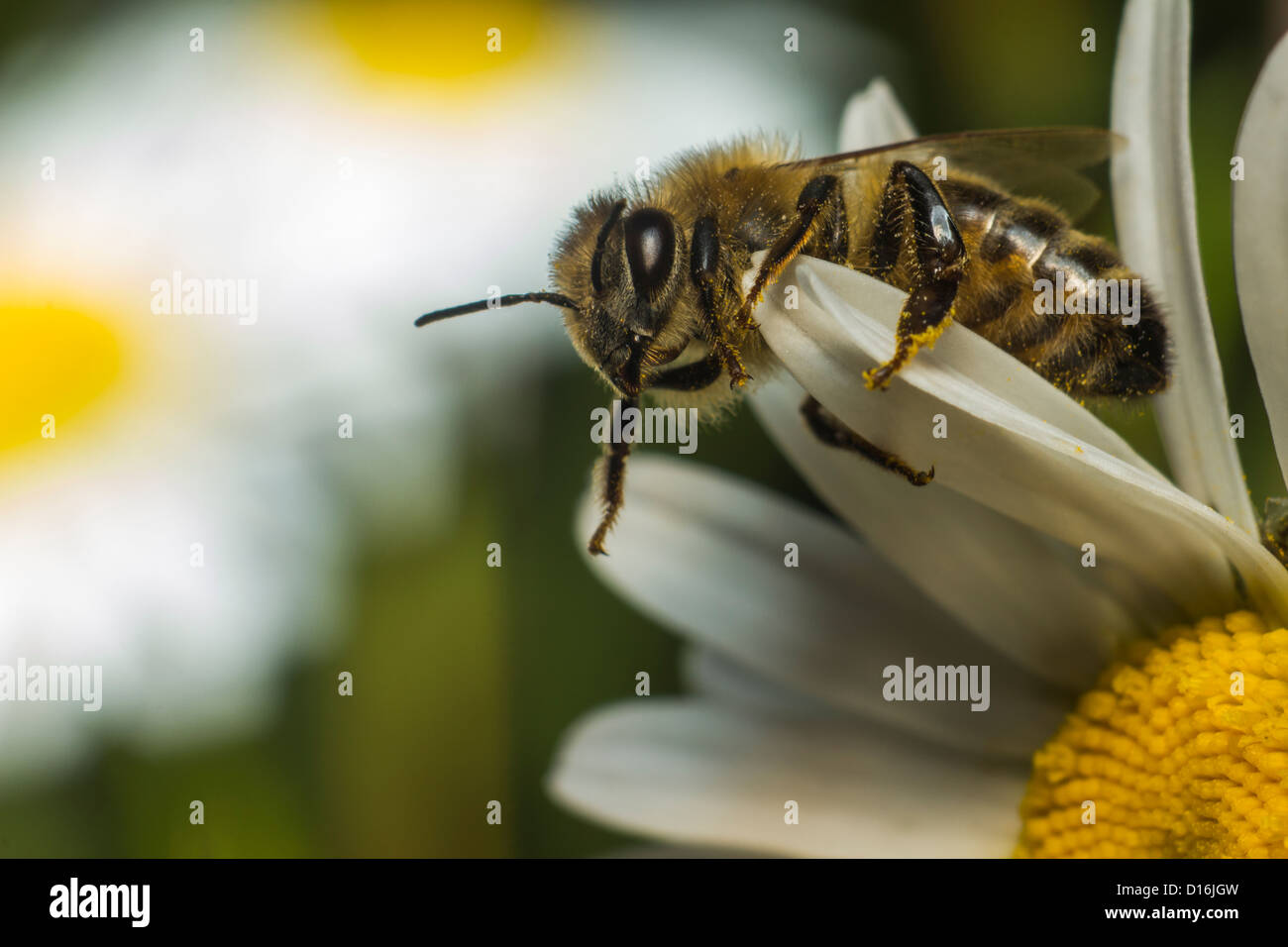 Portrait of a honey bee Stock Photo