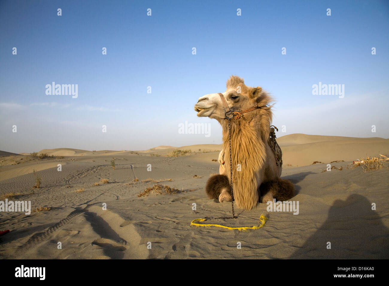 A camel in the Taklamakan Desert near Hetian along the Silkroad, Xinjiang, Uygur Autonomous Region, China Stock Photo