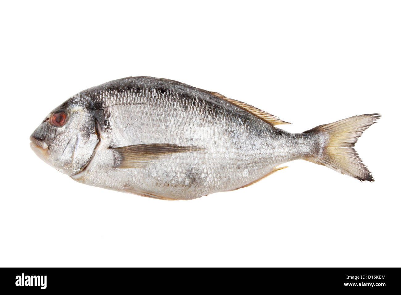 Sea Bream fish isolated against white Stock Photo - Alamy