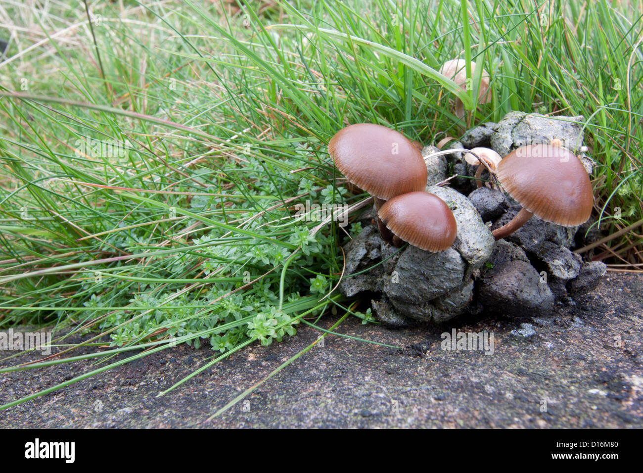 Fungus growing on droppings Stock Photo