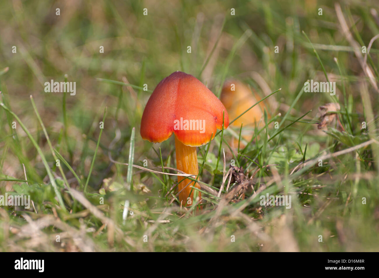 Orange fungus Stock Photo