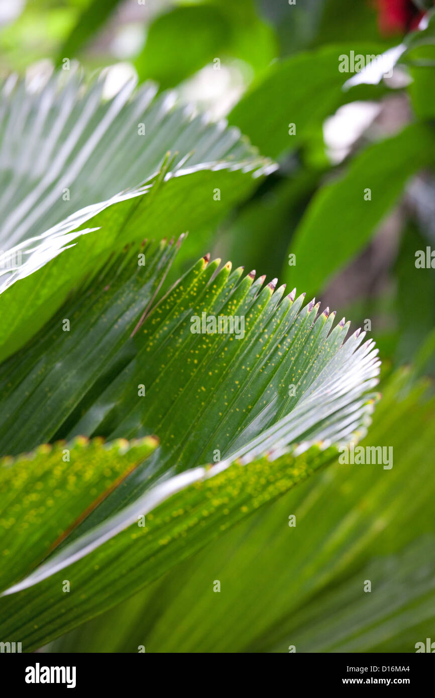 Palm Frond Stock Photo