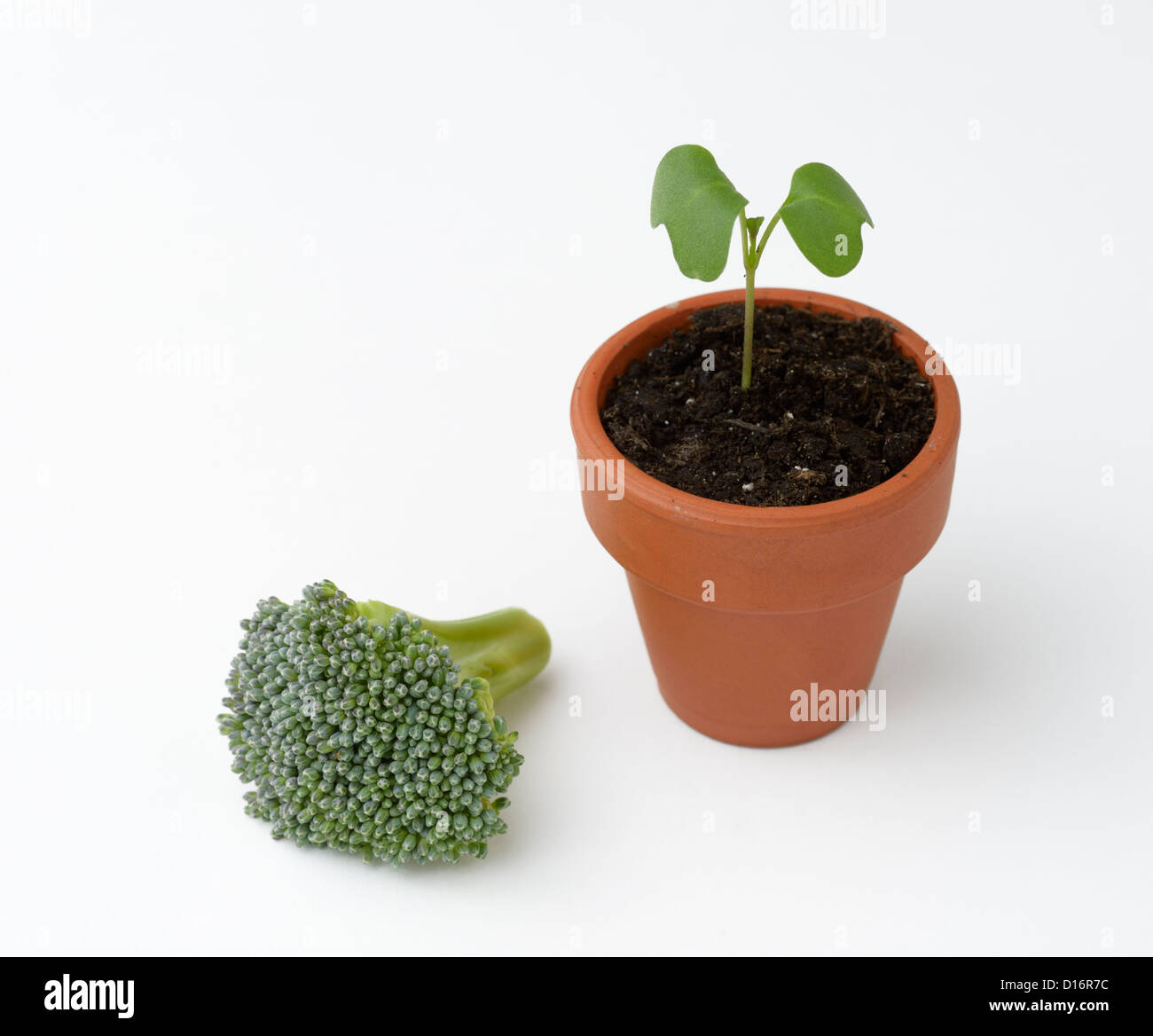 Broccoli seedling plant with flower head Stock Photo