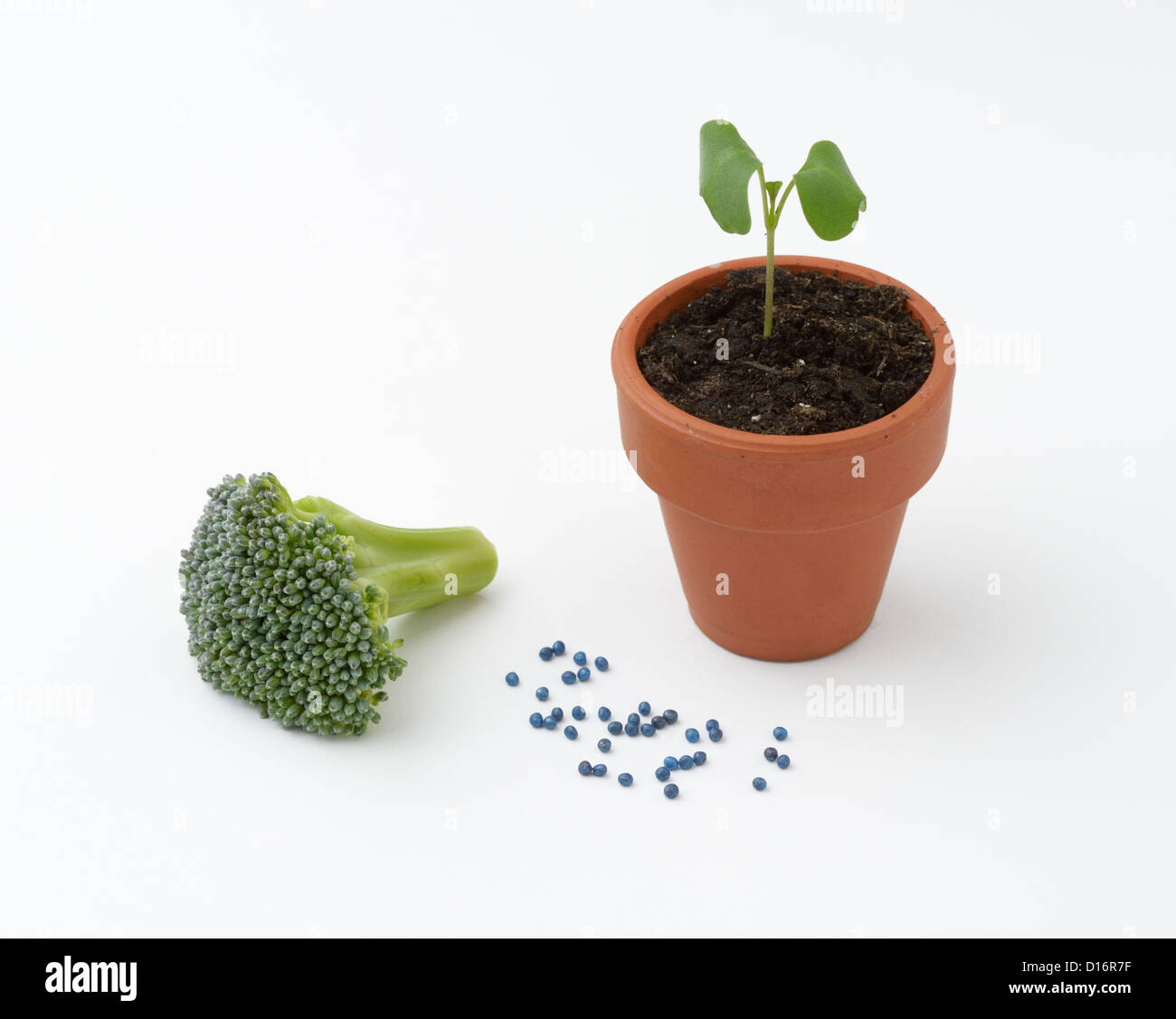 Broccoli seedling plant with flower head and seeds Stock Photo