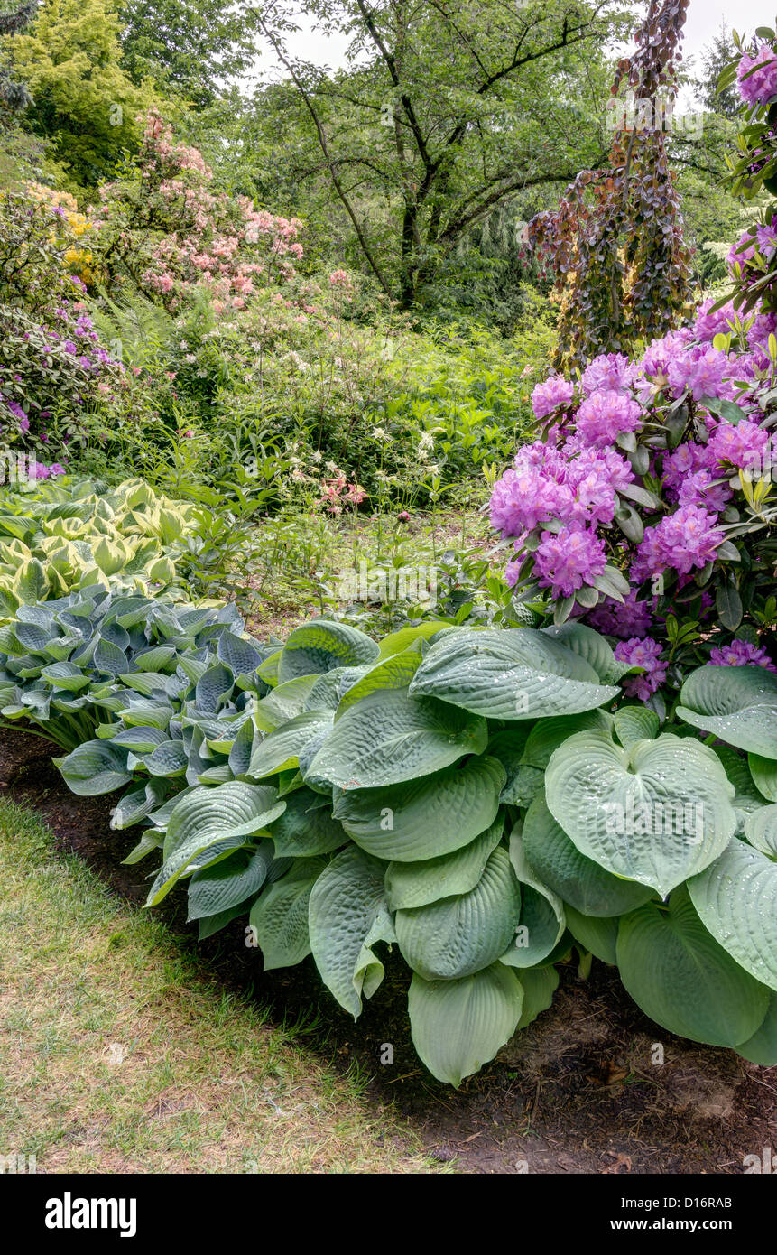 Blooming rhododendrons with hosta plants in the garden Stock Photo