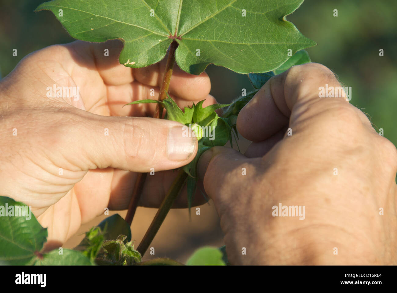 Cotton crops in Lubbock, Texas Stock Photo Alamy