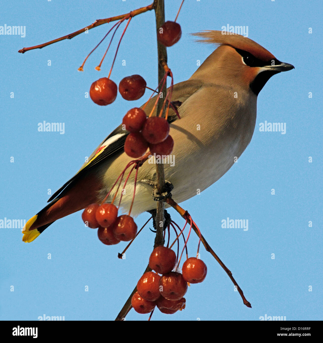 Bird eating apples on a tree hires stock photography and images Alamy
