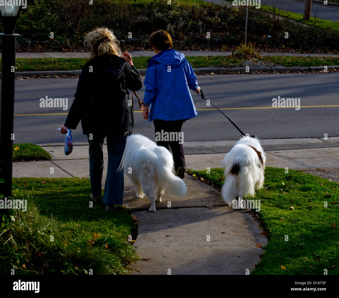 Two women and two collies Stock Photo