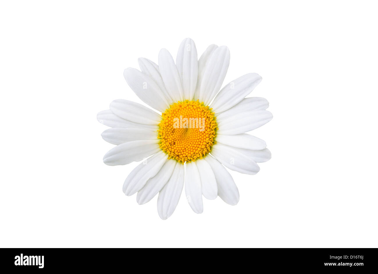 chamomile on white background Stock Photo