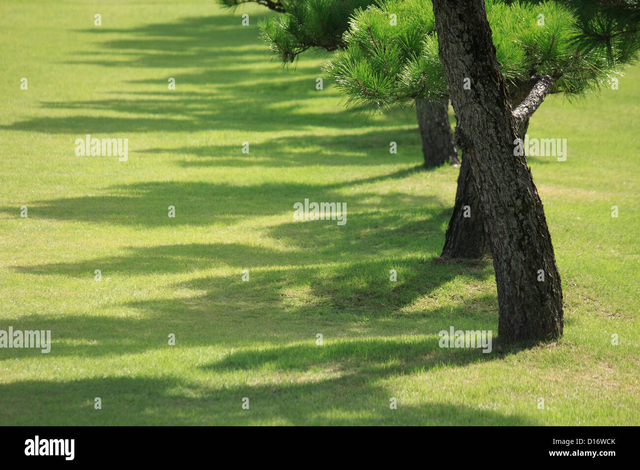 Garden with pine trees, Nara Prefecture Stock Photo