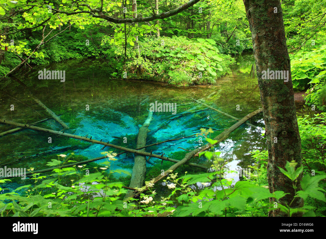 Falling trees into water in kiyosato hi-res stock photography and ...