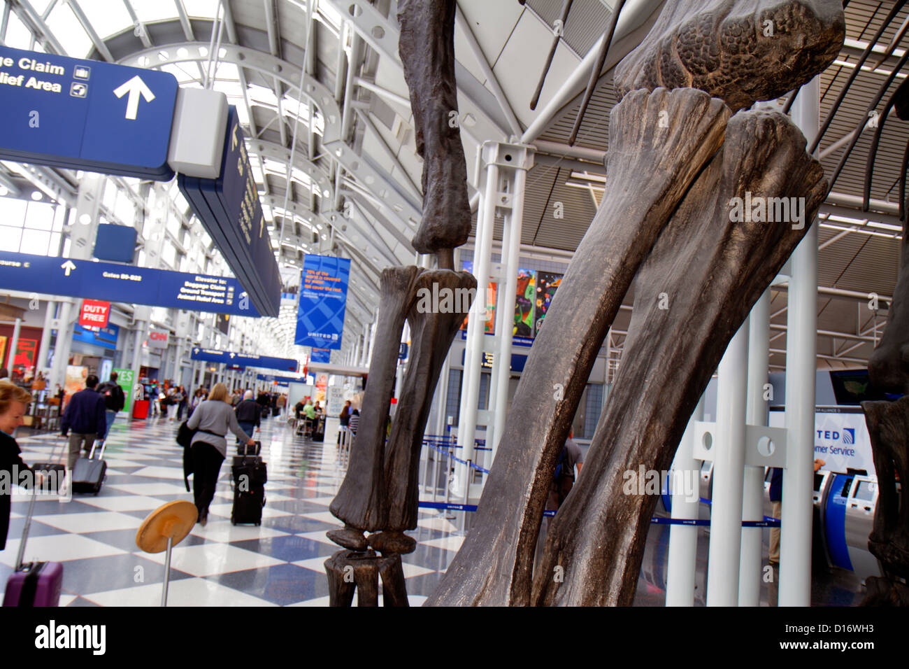 Chicago Illinois,O'Hare International Airport,ORD,gate,mounted dinosaur bones,replica,Brachiosaurus,visitors travel traveling tour tourist tourism lan Stock Photo