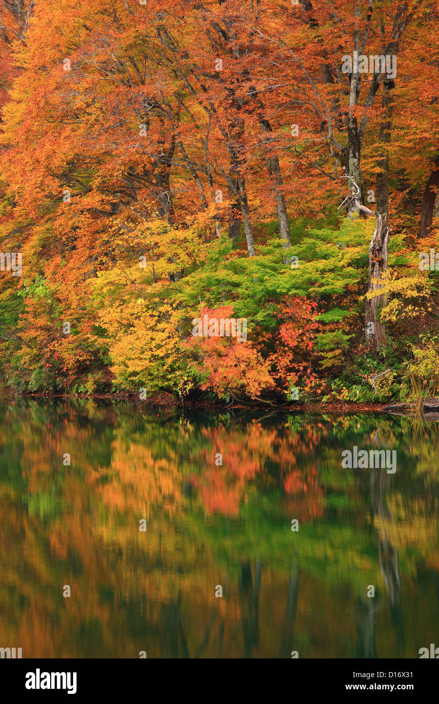 Trees and autumn leaves reflecting on water at Kanma pond, Nagano Prefecture Stock Photo
