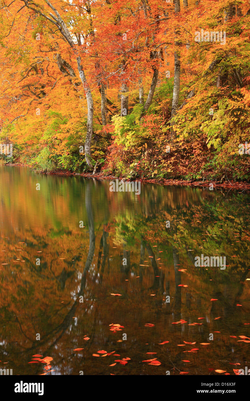 Trees and autumn leaves reflecting on water at Kanma pond, Nagano Prefecture Stock Photo