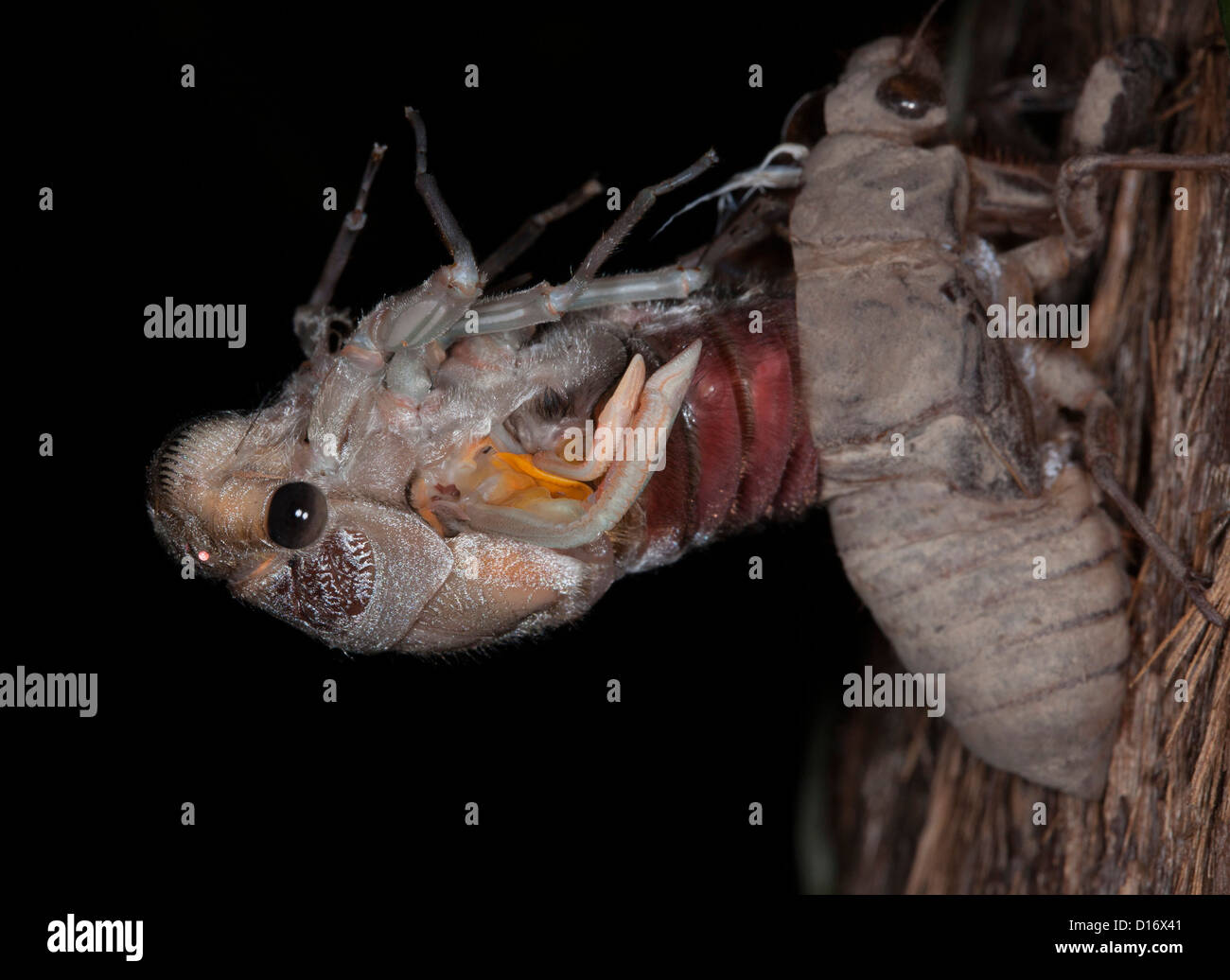 Australian Cicada - Thopa saccata - emerging from its beetle shell on the trunk of a gum tree during metamorphosis Stock Photo