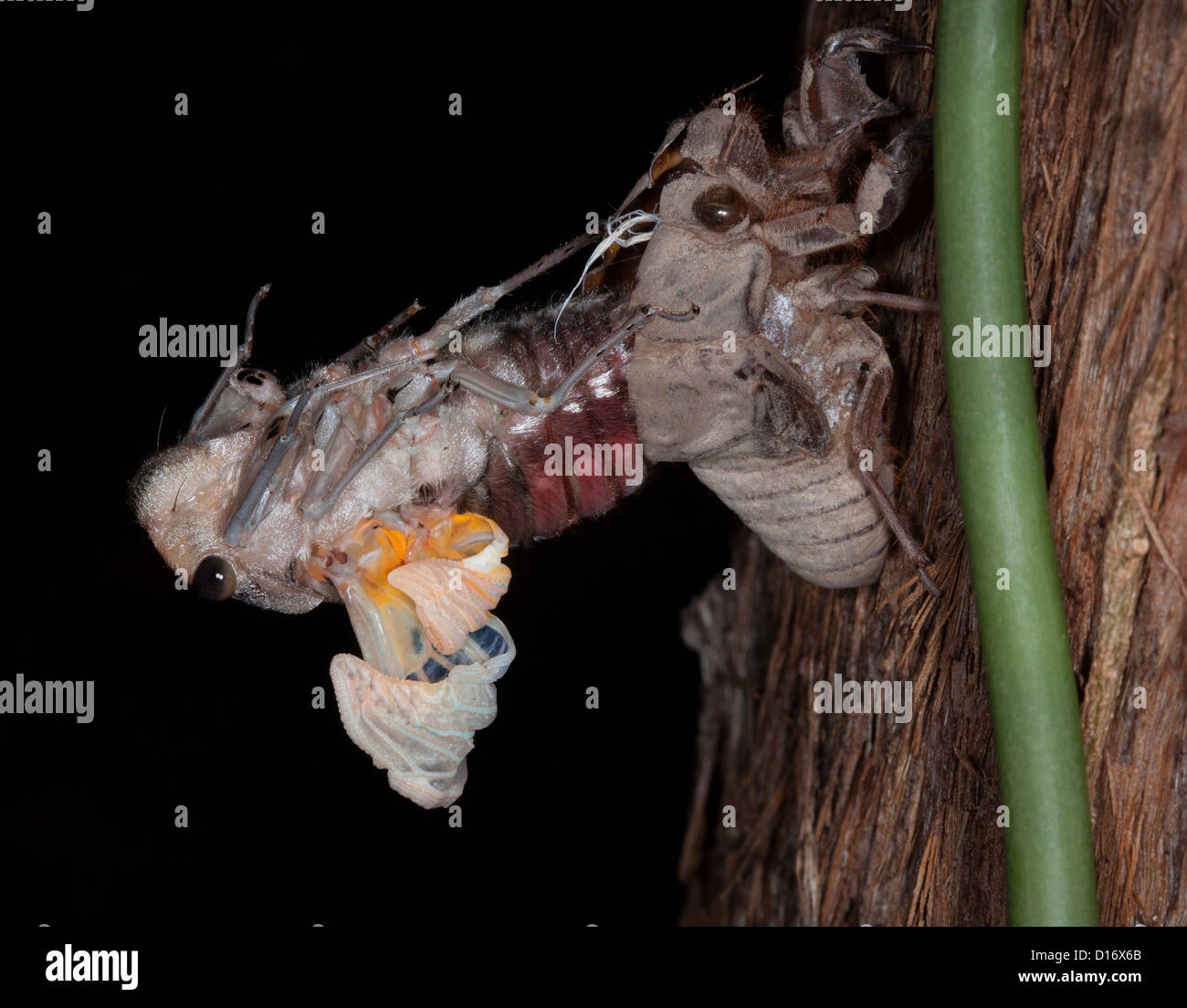 Australian Cicada - Thopa saccata - emerging from its beetle shell on the trunk of a gum tree during metamorphosis Stock Photo