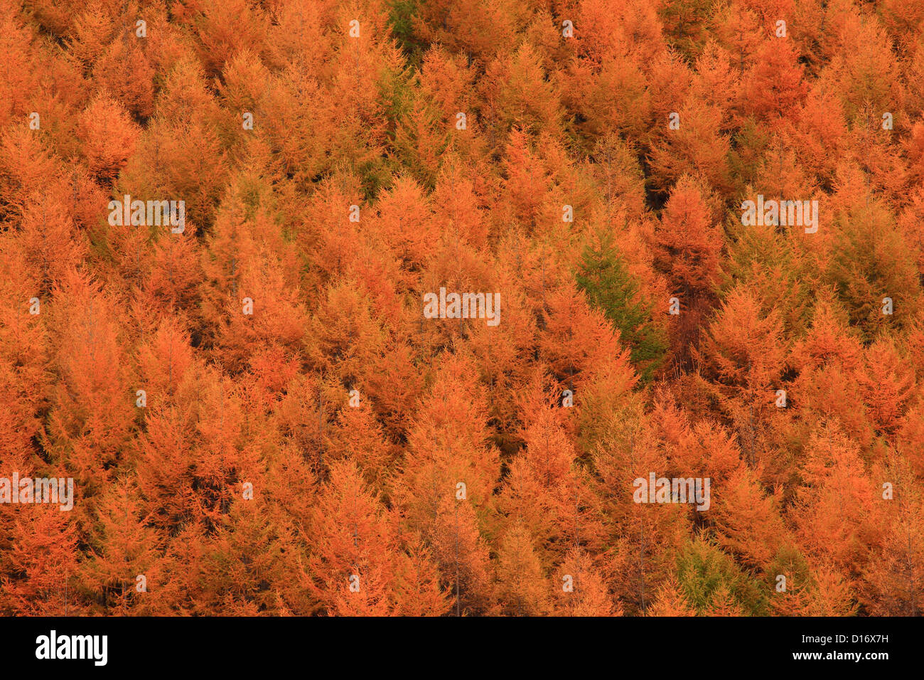 Kawakami hires stock photography and images Alamy