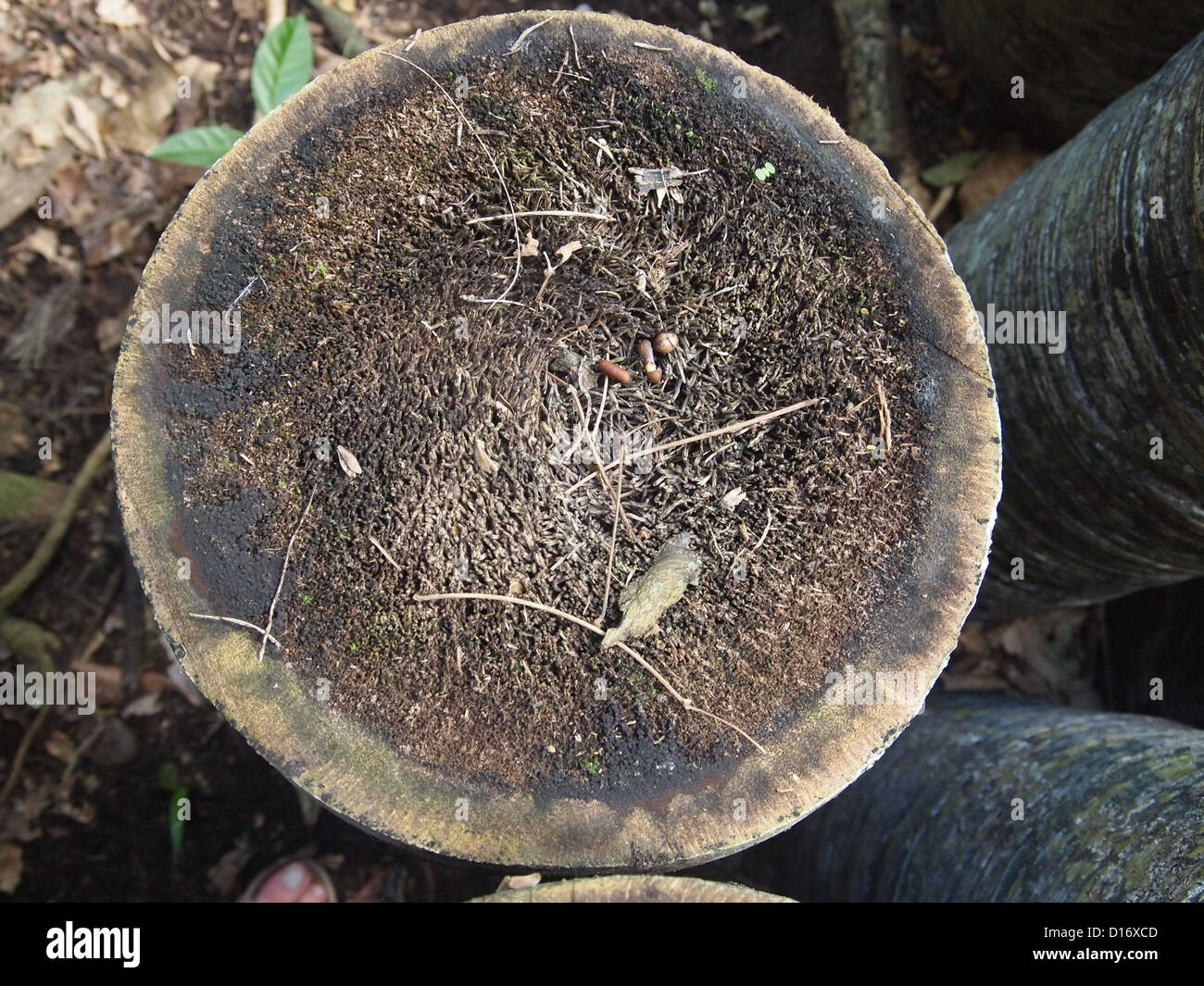 A cross-section of a palm  trunk Stock Photo