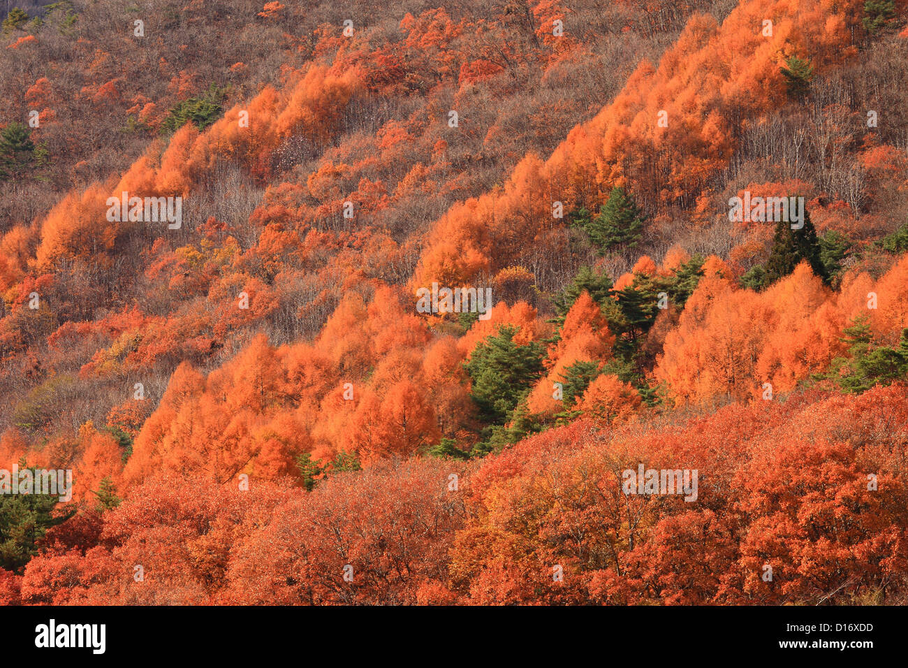 Trees and autumn leaves in Omachi, Nagano Prefecture Stock Photo