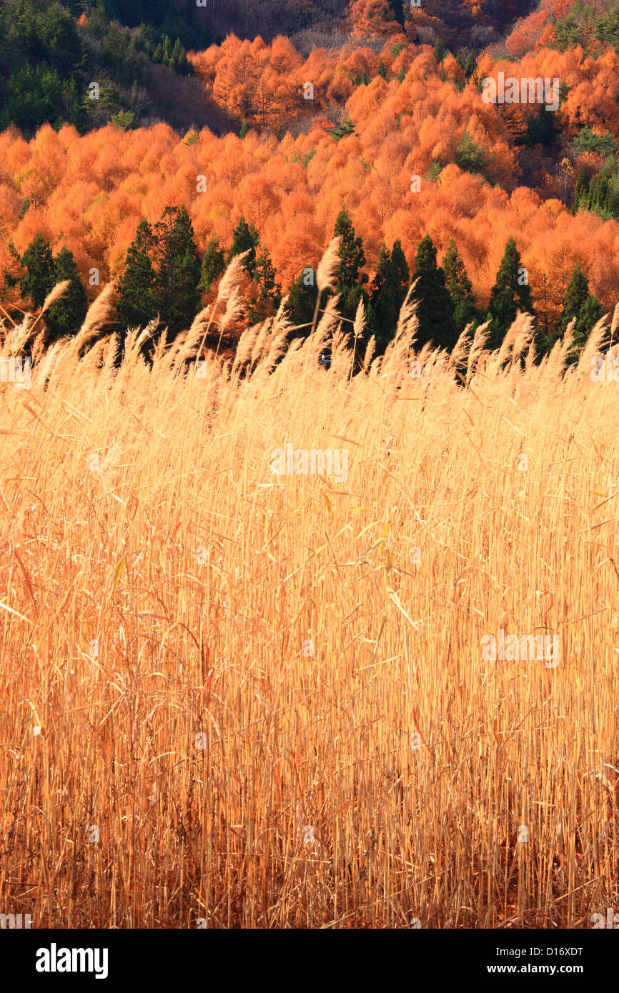 Silver grass field, trees and autumn leaves in Omachi, Nagano Prefecture Stock Photo