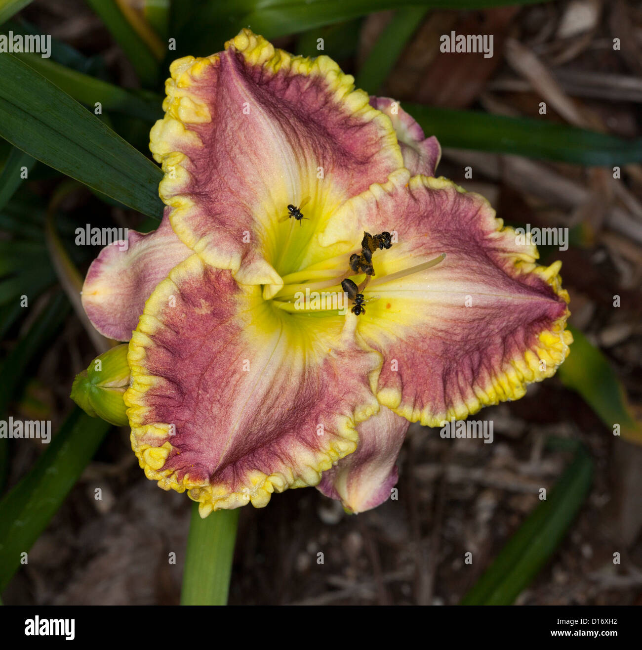 Spectacular red and yellow flower of daylily with frilly edged petals - Hemerocallis 'Alexa Kathryn' with Australian native bees Stock Photo