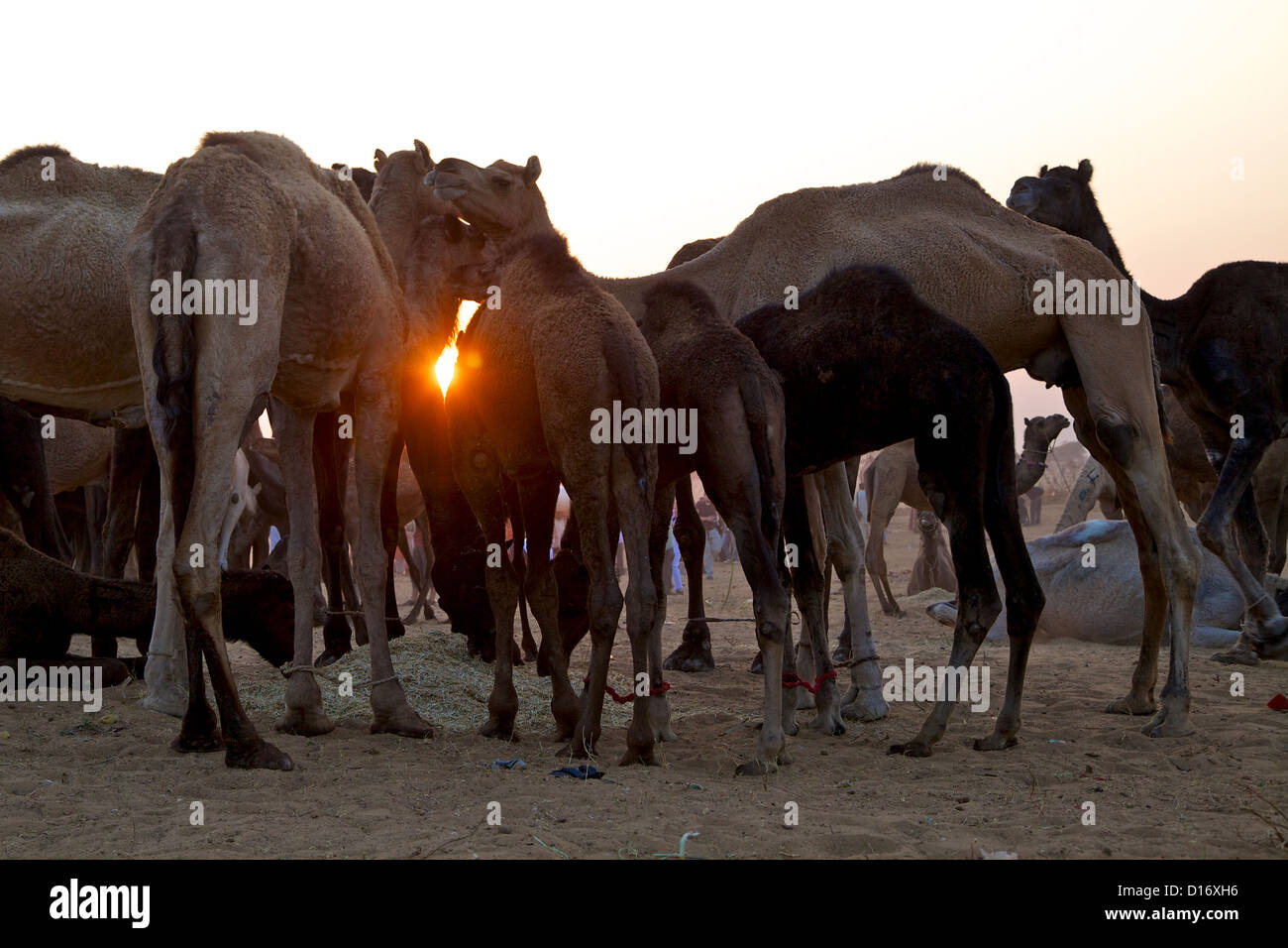 Sunset at Pushkar the largest camel fair in the world, India Stock