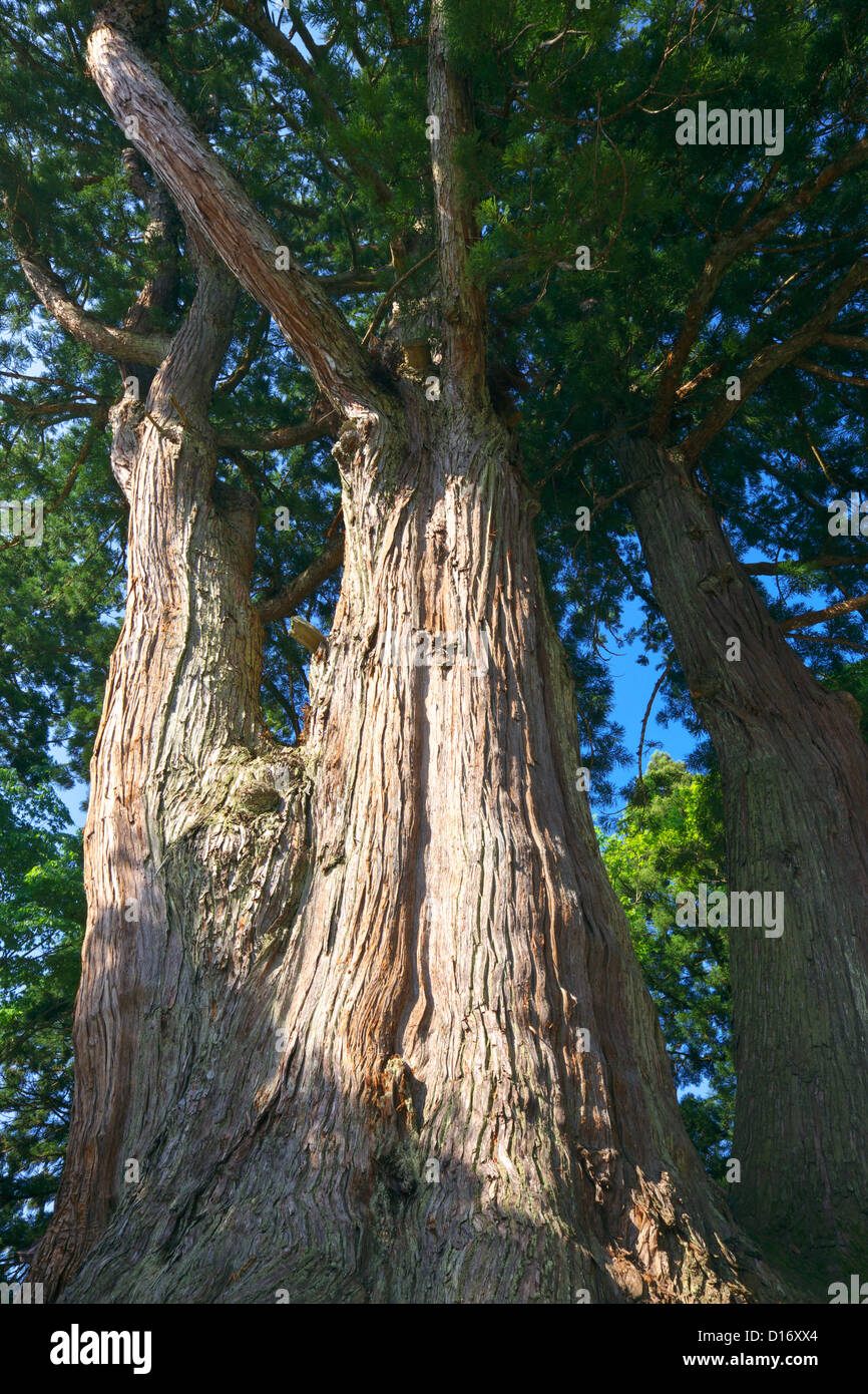 Japanese Cedar tree in Niigata Prefecture Stock Photo