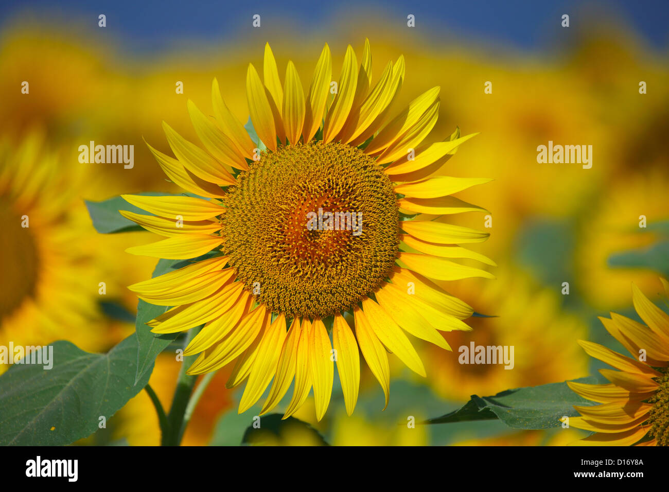 Funflower Close up of sunflower Stock Photo - Alamy