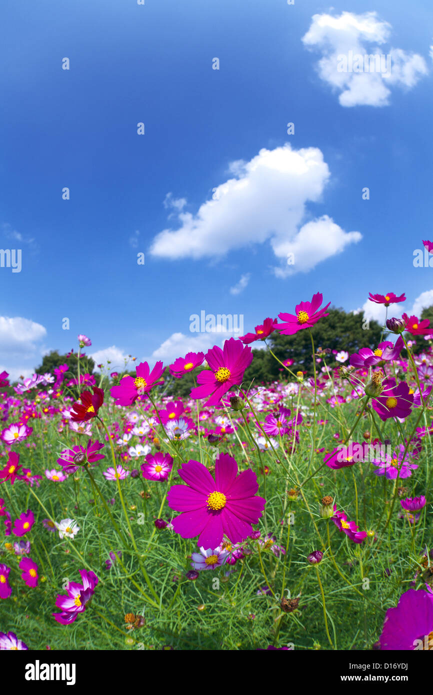 Cosmos flowers and blue sky with clouds in the background Stock Photo ...