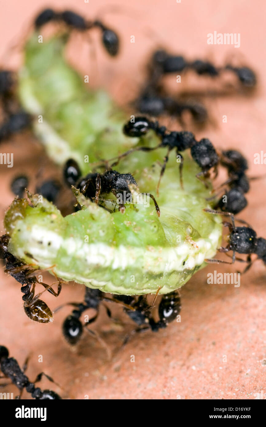 Seville, Spain, ants disassemble a caterpillar Stock Photo