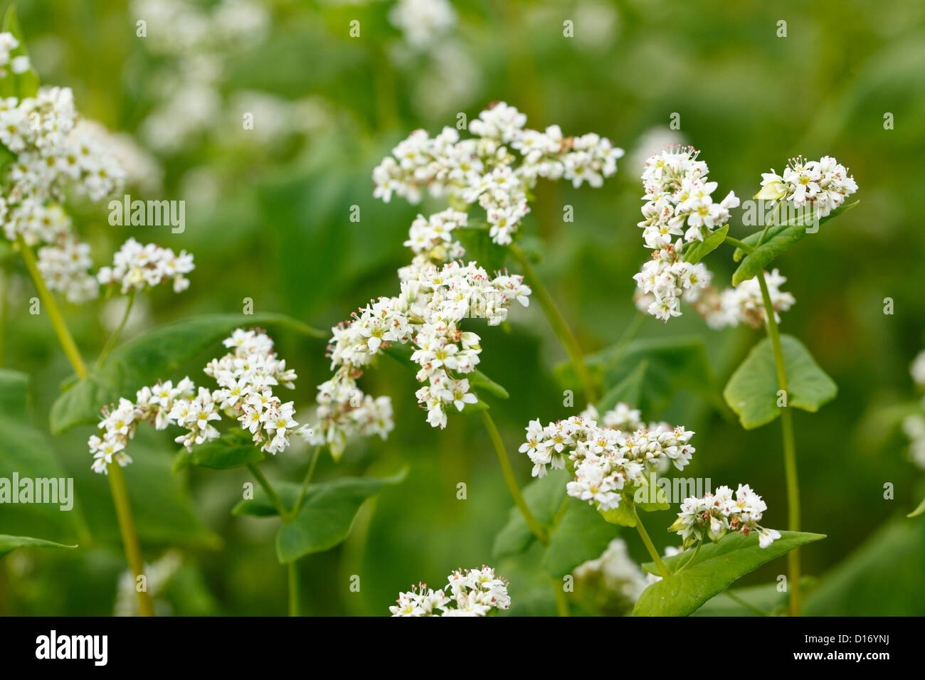 Close up of Buckwheat flowers Stock Photo Alamy