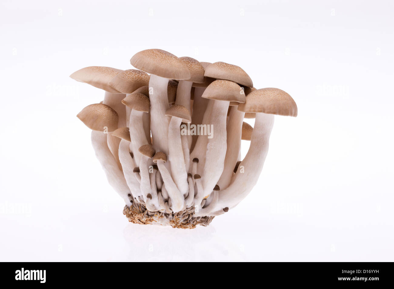 Shimeji mushrooms against white background Stock Photo