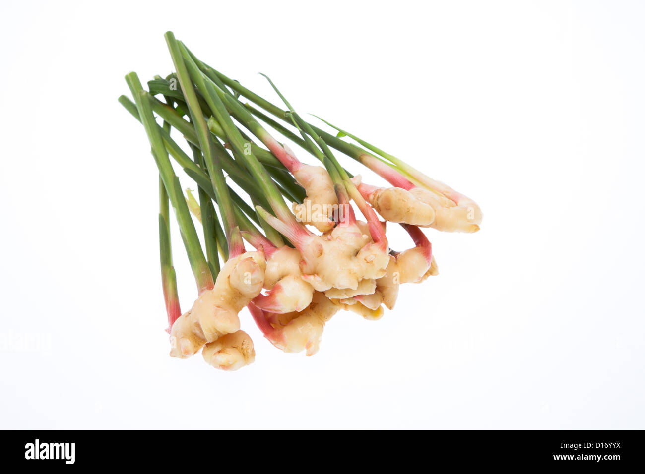Ginger roots and stems against white background Stock Photo Alamy