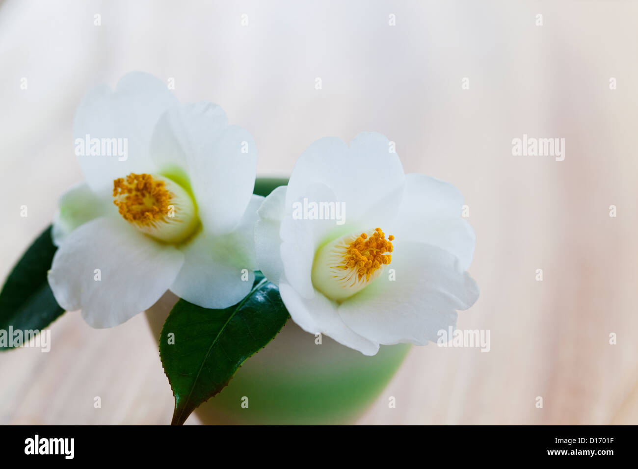 White camellia hi-res stock photography and images - Alamy