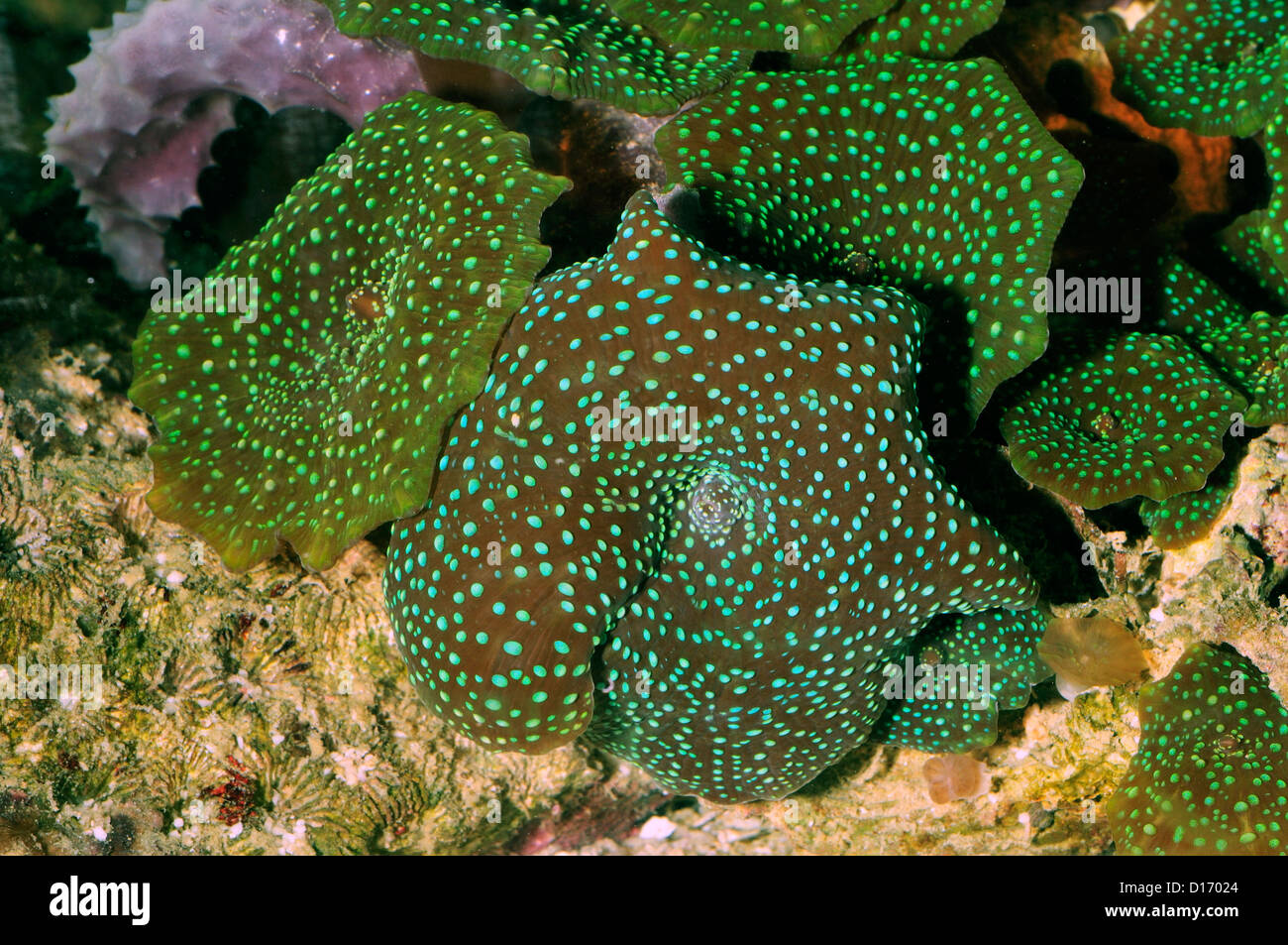 Green Mushrooms Discosoma sp., Discosomatidae, Indo-pacific ocean Stock Photo