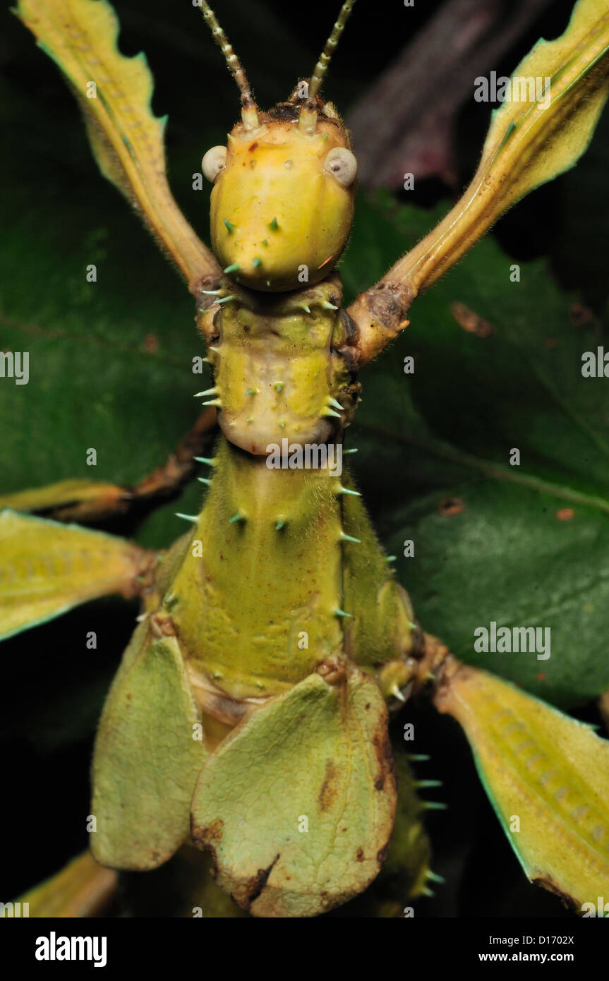 Macleay's spectre stick insect Extatosoma tiaratum, Phasmatidae, Australia Stock Photo