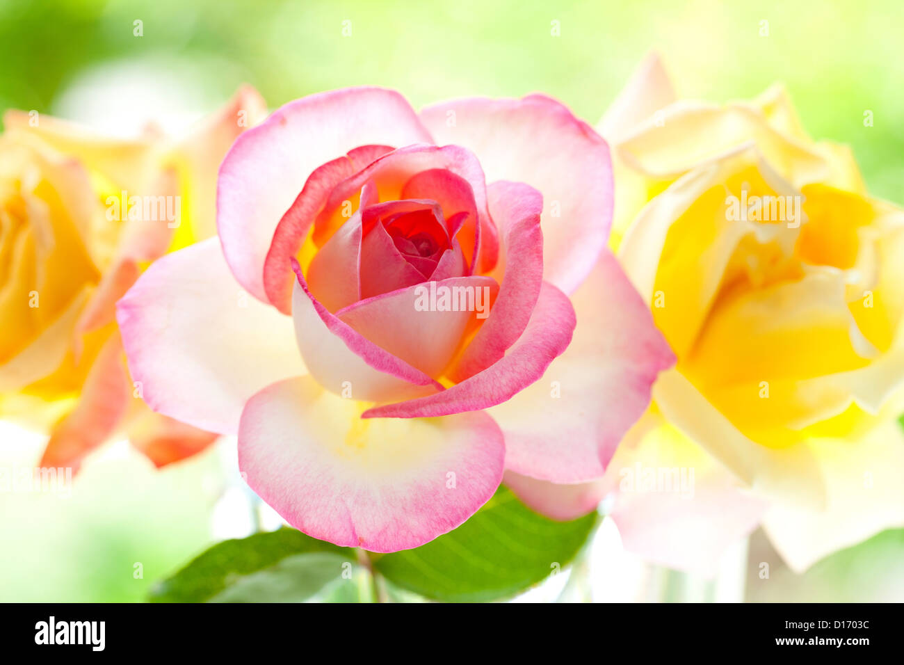 Miramare and Princess De Monaco rose flowers Stock Photo