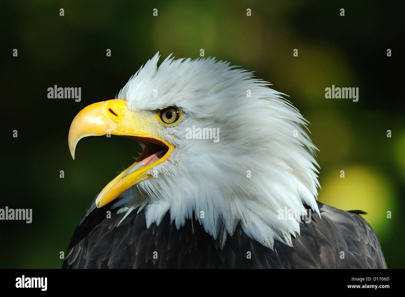 Weißkopfseeadler( Haliaeetus leucocephalus) Bald Eagle • Bayern, Deutschland Stock Photo