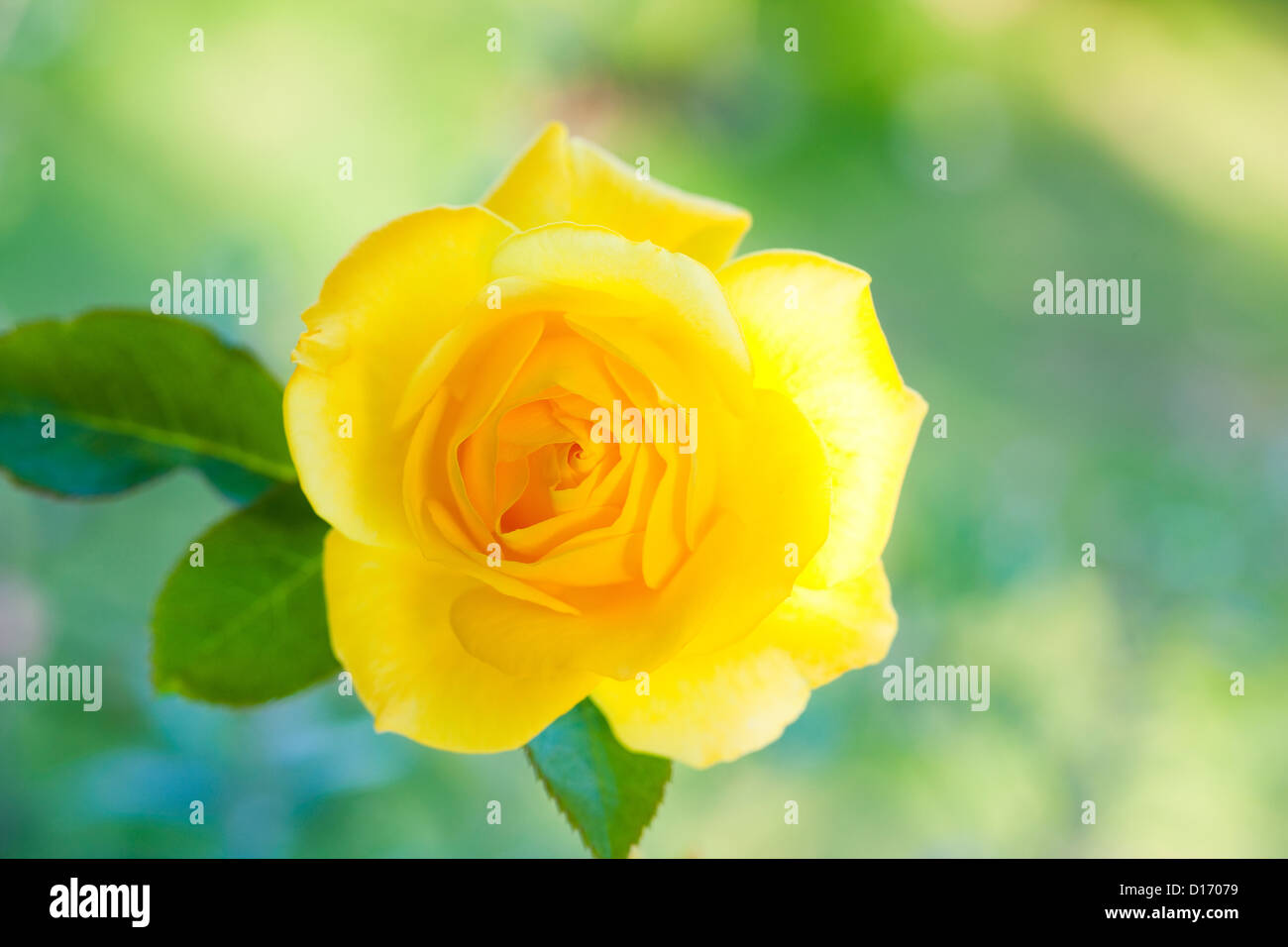 Close up of Graham Thomas yellow rose Stock Photo