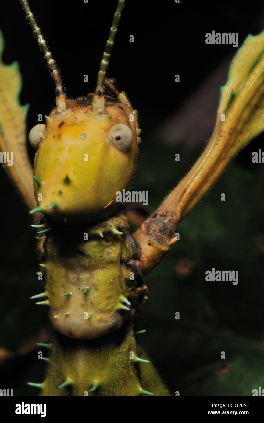 Mclay Stick Insect Macleay's spectre stick insect Extatosoma tiaratum, Phasmatidae ...
