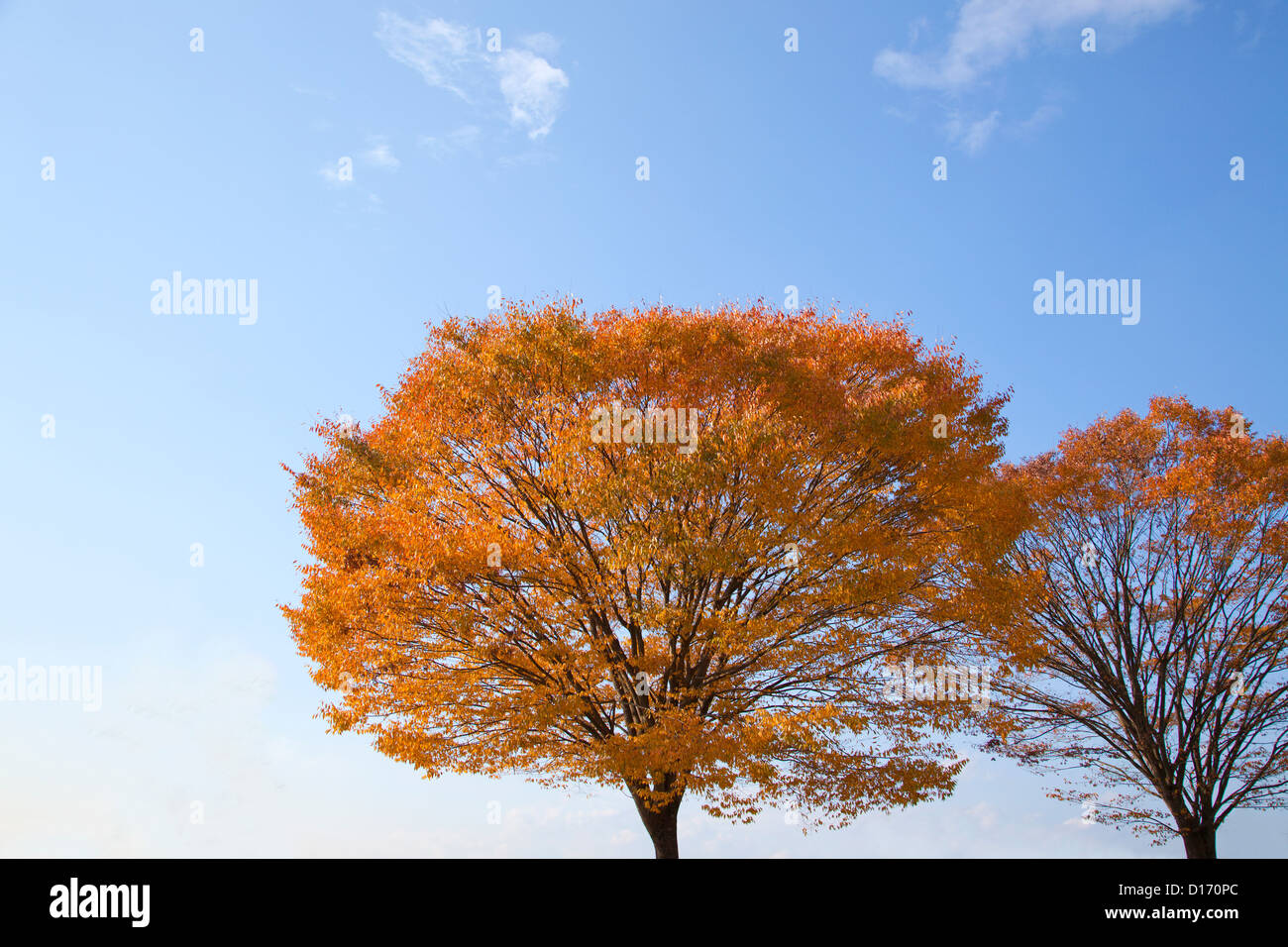 Zelkova tree with yellow leaves and blue sky Stock Photo - Alamy
