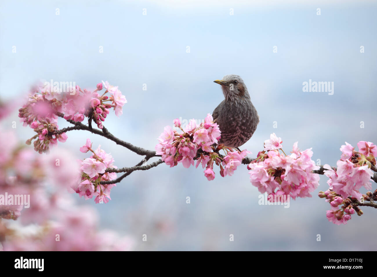 Wild bird on cherry tree branch and cherry blossoms Stock Photo