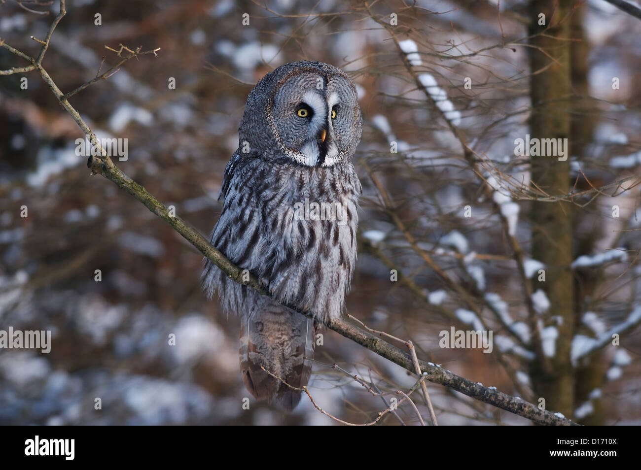 Bartkauz (Strix nebulosa) Great Grey Owl • Baden-Wuerttemberg, Deutschland Stock Photo